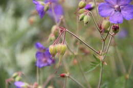 Image of Geranium ruprechtii (Woronow) Grossh.