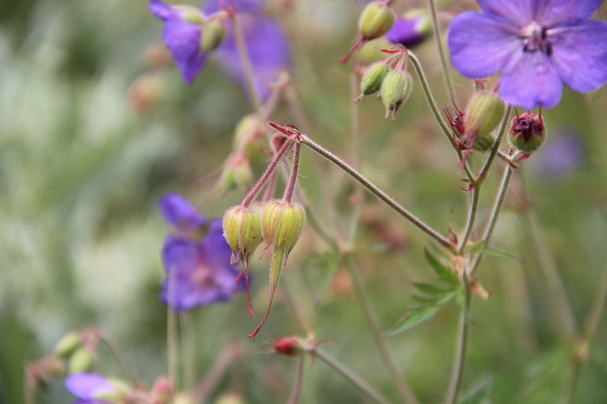 Imagem de Geranium ruprechtii (Woronow) Grossh.