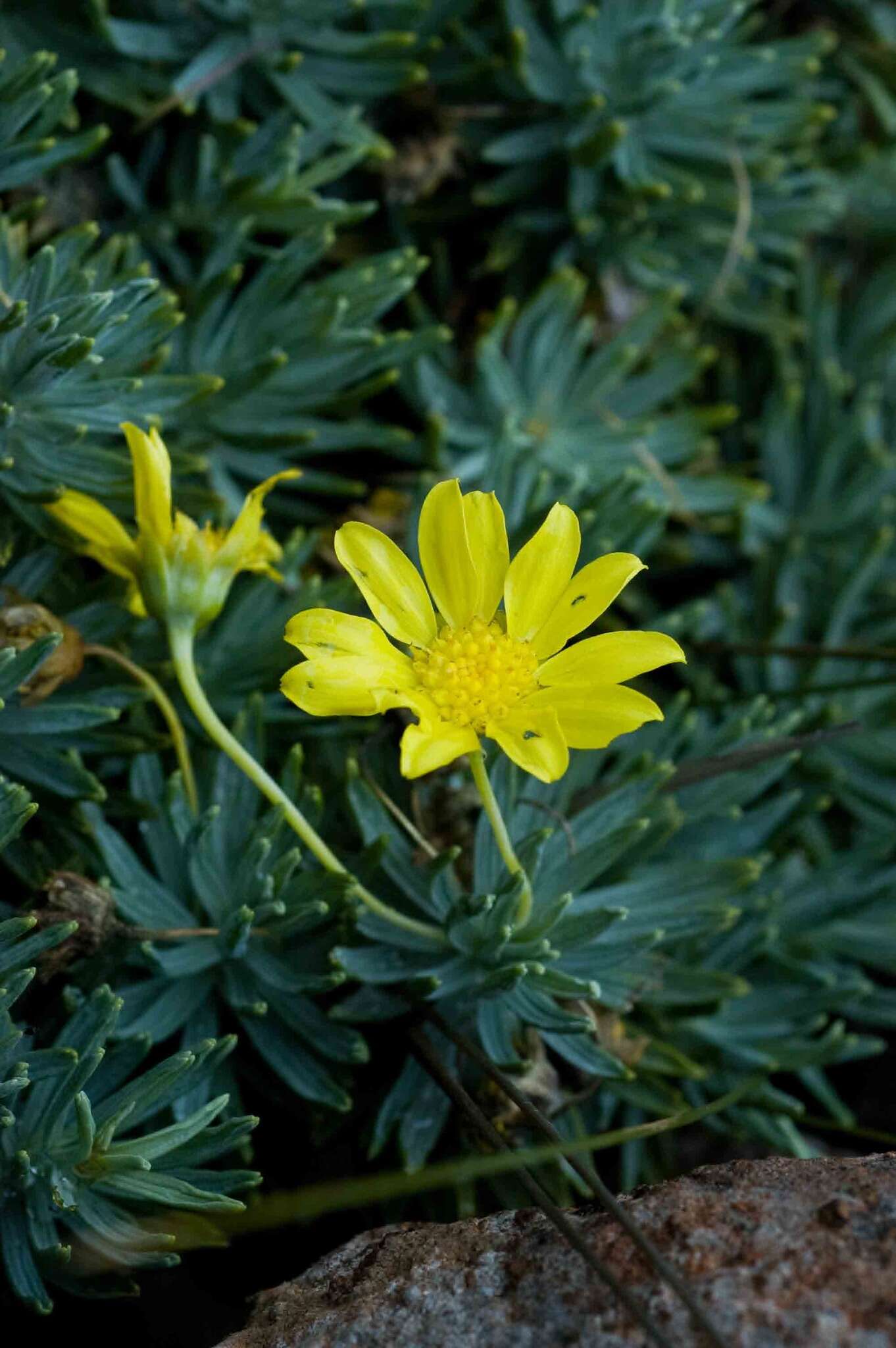 Image of Euryops acraeus M. D. Henderson