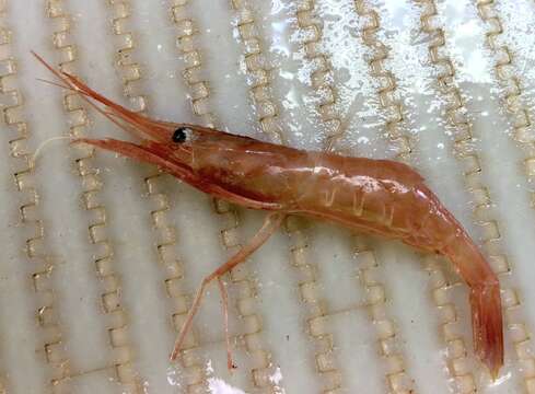 Image of northern prawn