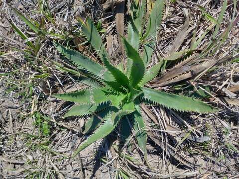 Image de Eryngium elegans Cham. & Schltdl.