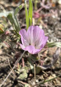 Image of fringed checkerbloom