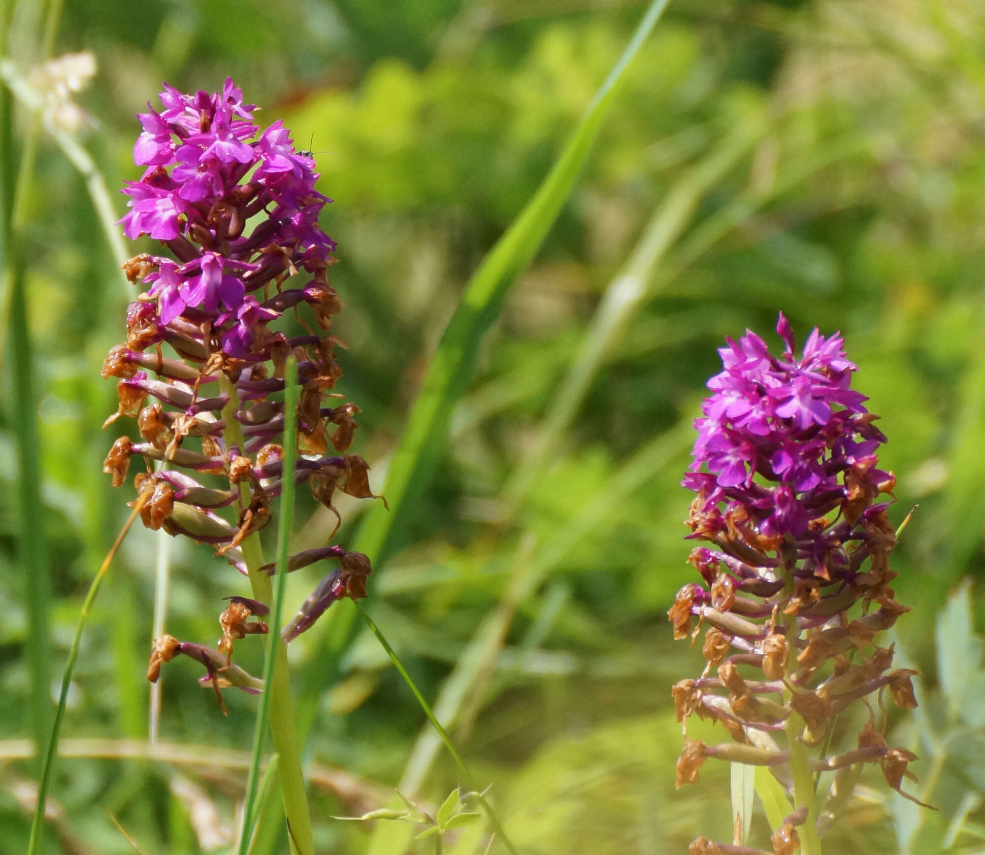 صورة Anacamptis pyramidalis (L.) Rich.