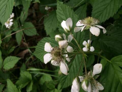 صورة Rubus setosus Bigelow