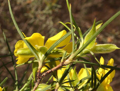 Plancia ëd Hibbertia striata (Steud.) K. R. Thiele