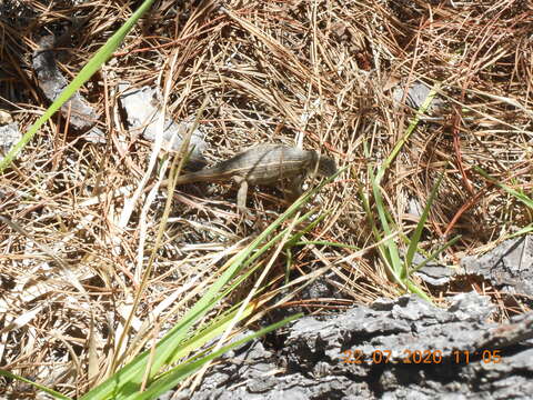 صورة Sceloporus aeneus Wiegmann 1828