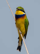 Image of Blue-breasted Bee-eater