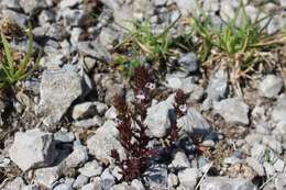 Image of Irish Eyebright