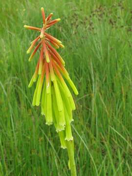 Image of Kniphofia ichopensis var. ichopensis