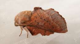 Image of Small Lappet Moth