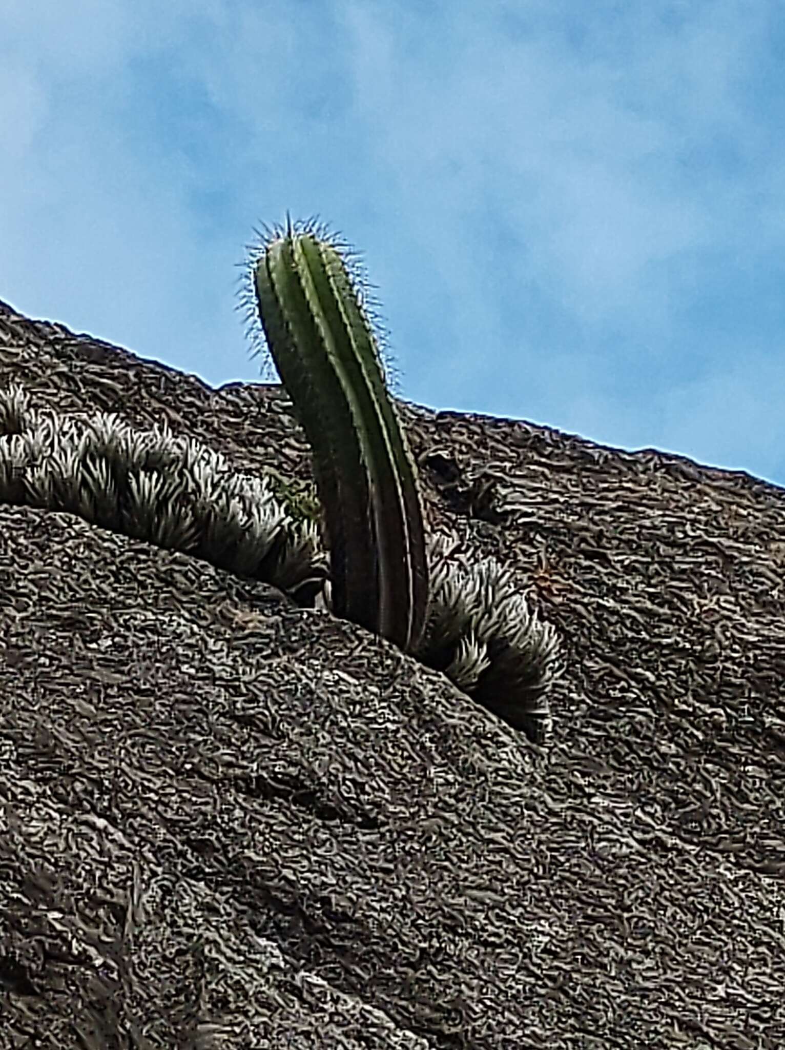 Imagem de Coleocephalocereus fluminensis (Miq.) Backeb.