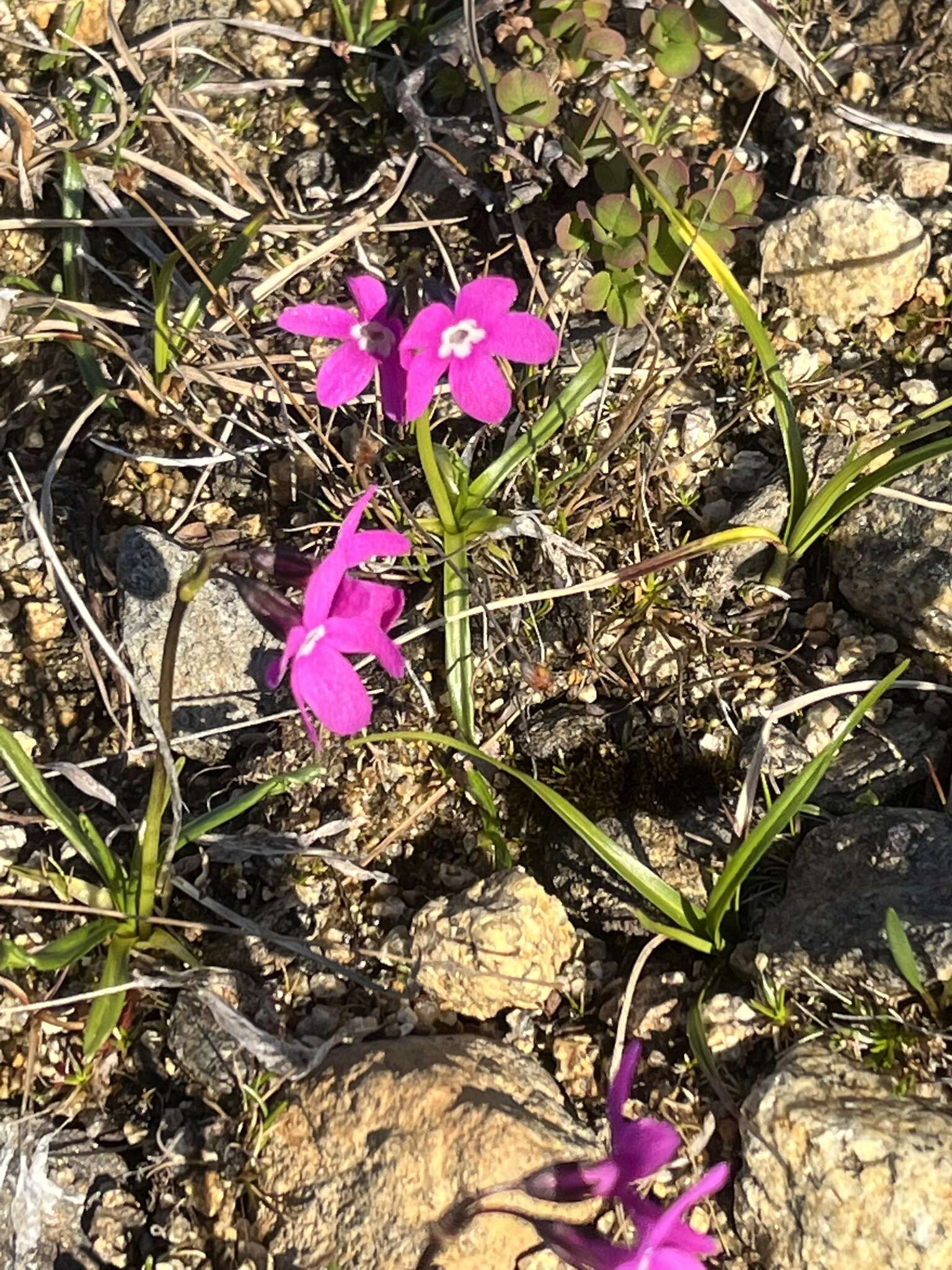 Primula tschuktschorum Kjellm. resmi