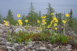 Image de Arnica angustifolia subsp. iljinii (Maguire) I. K. Ferguson