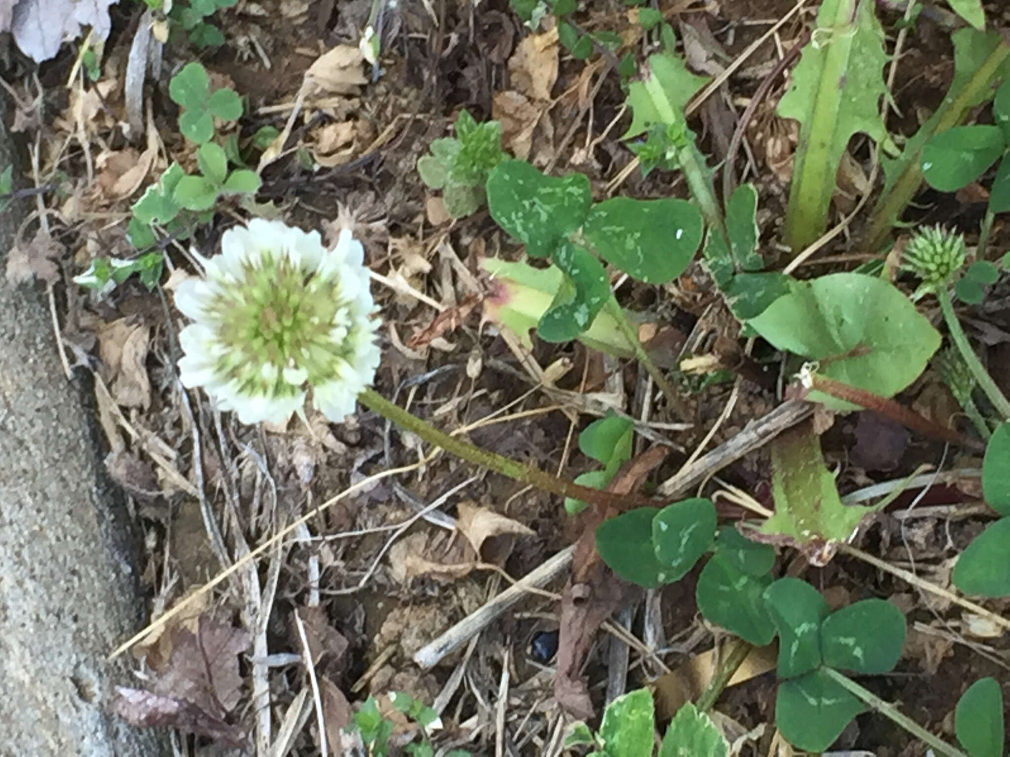 Image of Trifolium repens var. repens