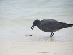 Image of Lava Gull