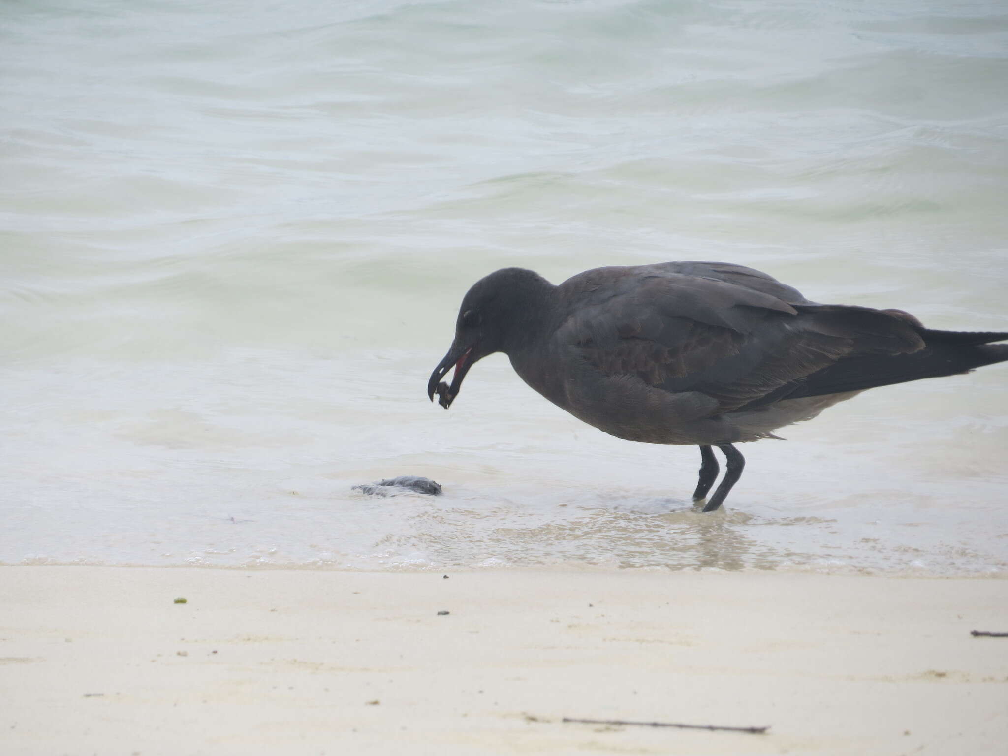 Image of Lava Gull