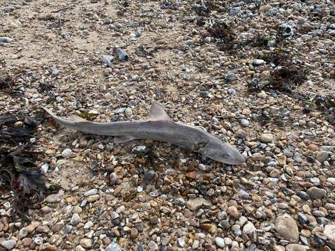 Image of smooth hound, starry smooth hound