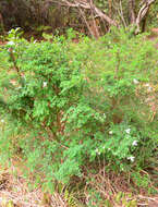 Image of Natal Bauhinia