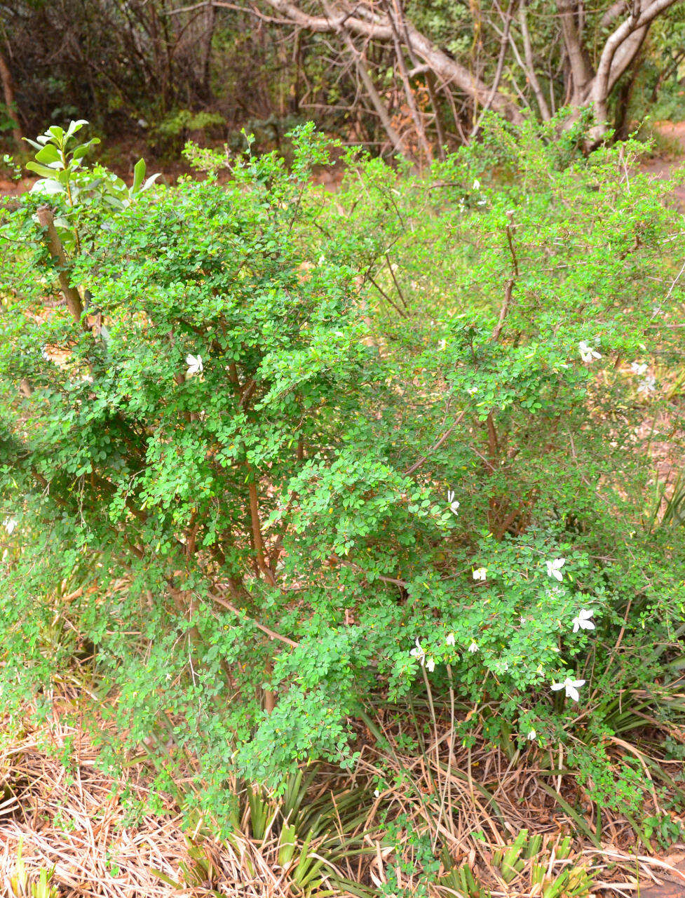 Image of Natal Bauhinia