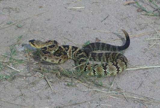 Image of Blacktail Rattlesnake