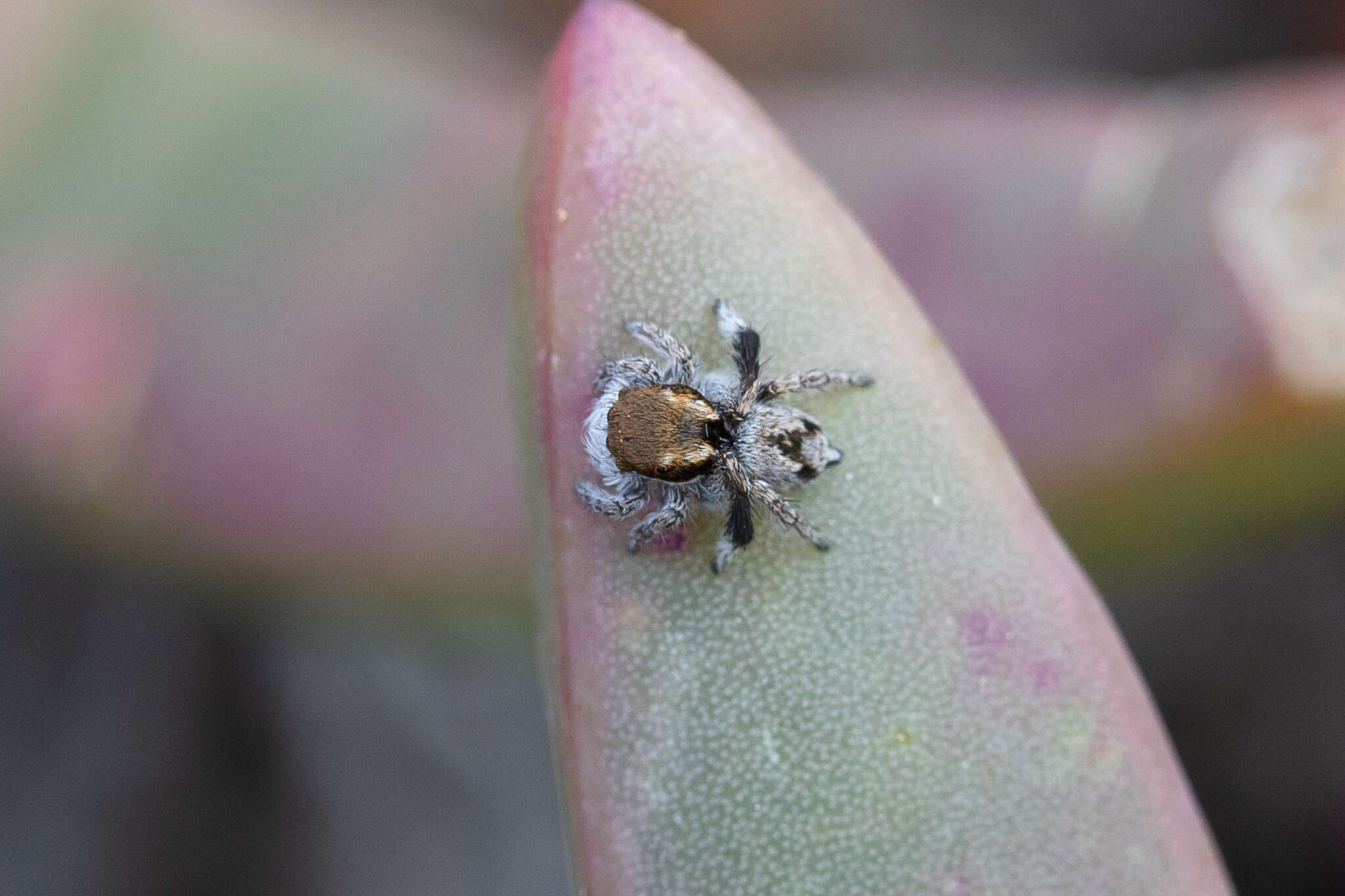 Image of Maratus albus Otto & Hill 2016