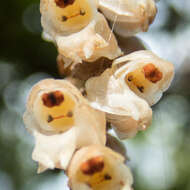 Image of Common rattlesnake orchid