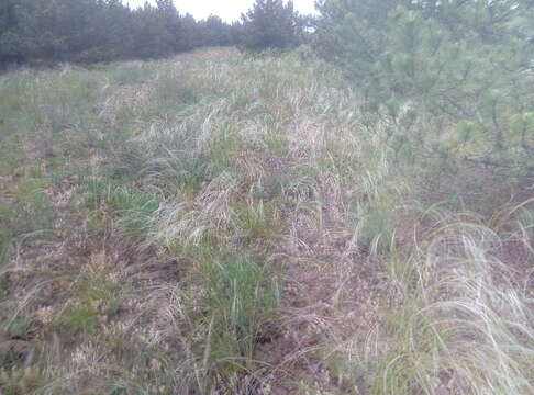 Image of Stipa pennata subsp. sabulosa (Pacz.) Tzvelev