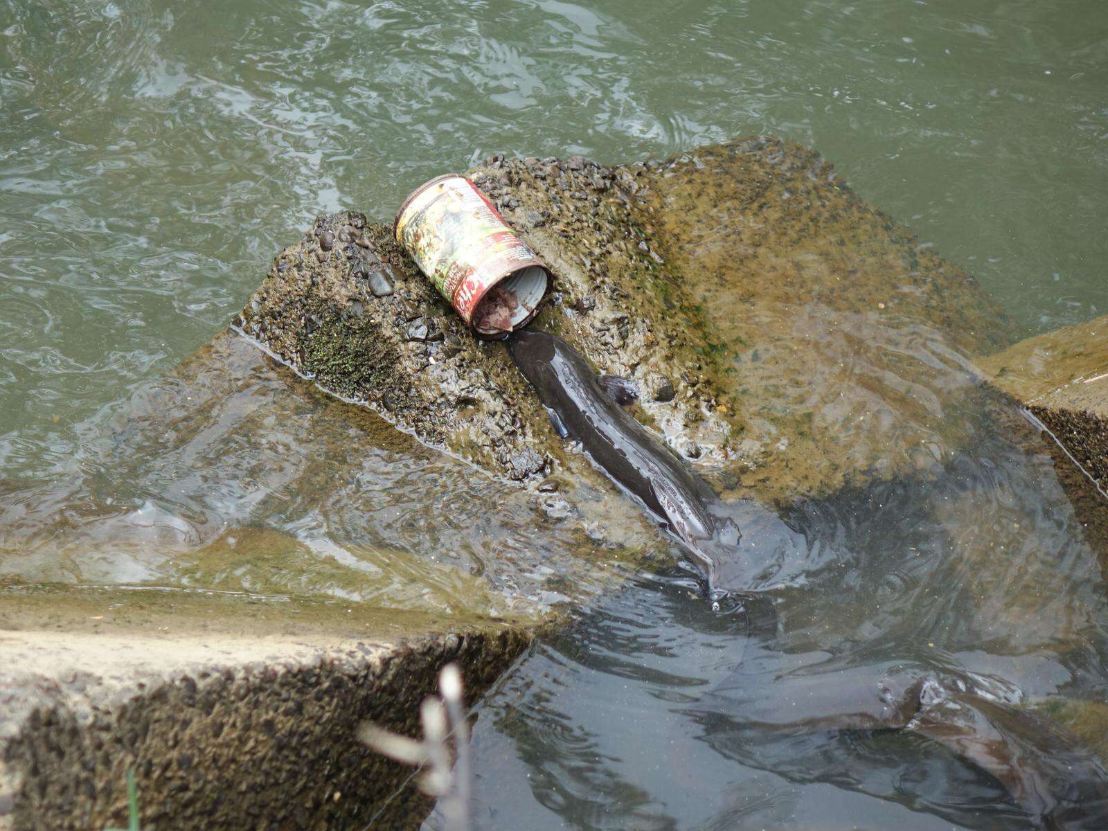 Image of Longfin eel