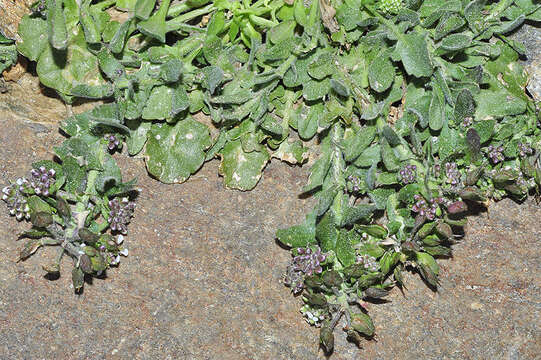 Image of Lepidium hirtum subsp. stylatum (Lag. & Rodr.) Thell.