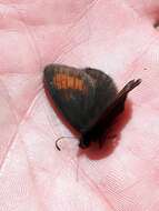 Image of Mnestra’s Ringlet