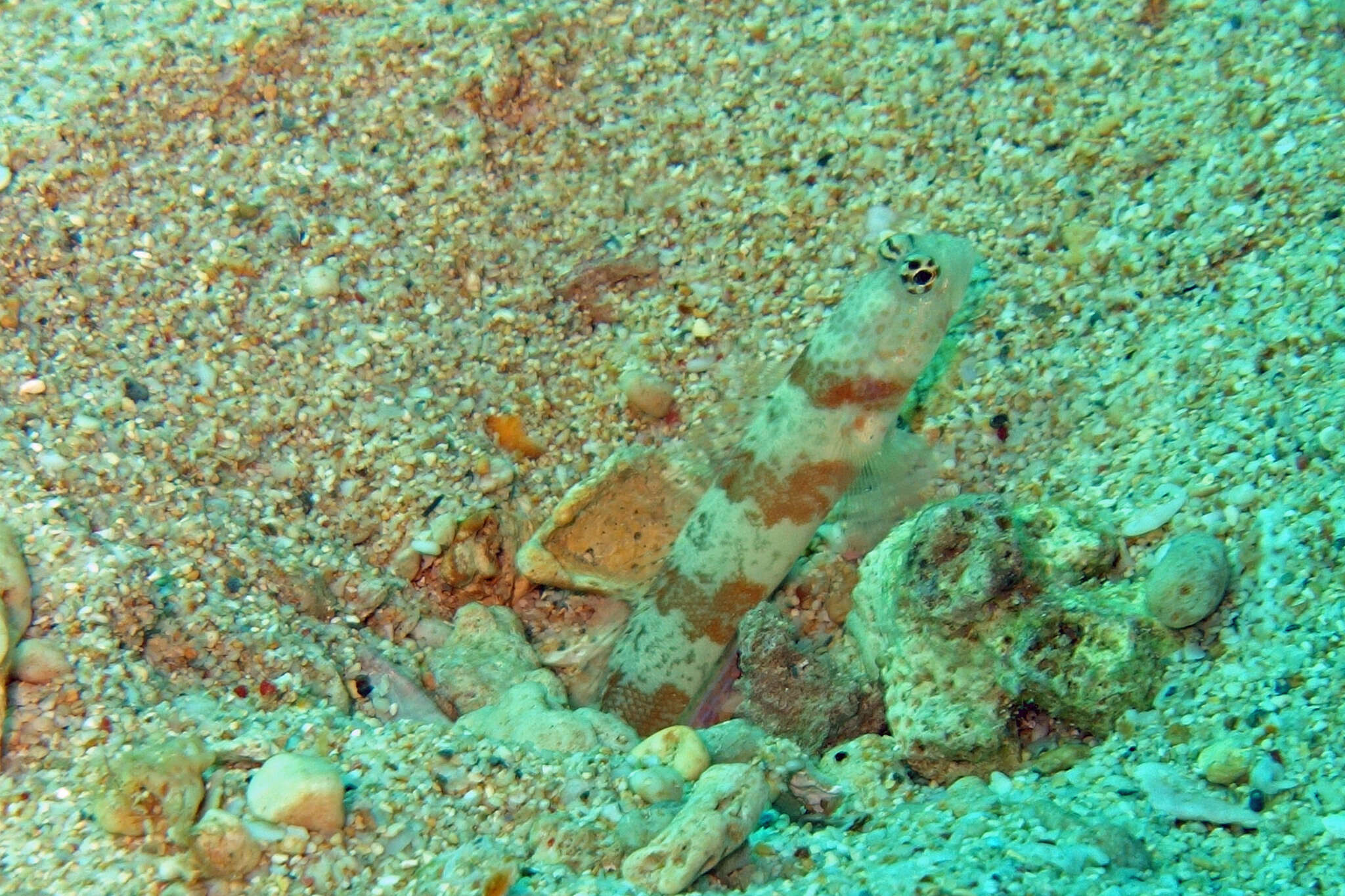 Image of Broad-banded shrimpgoby