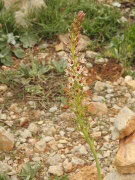 Image of Eremurus spectabilis M. Bieb.