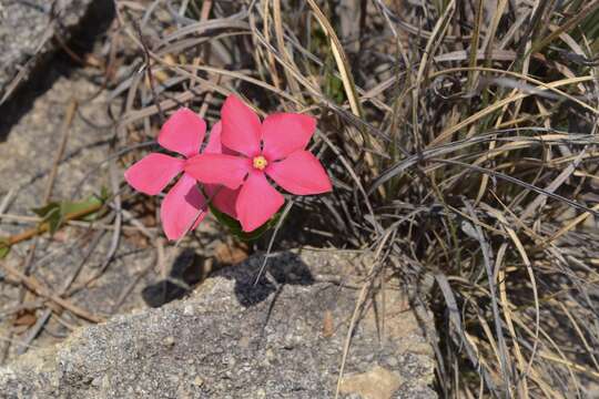 Image of Catharanthus ovalis Markgr.