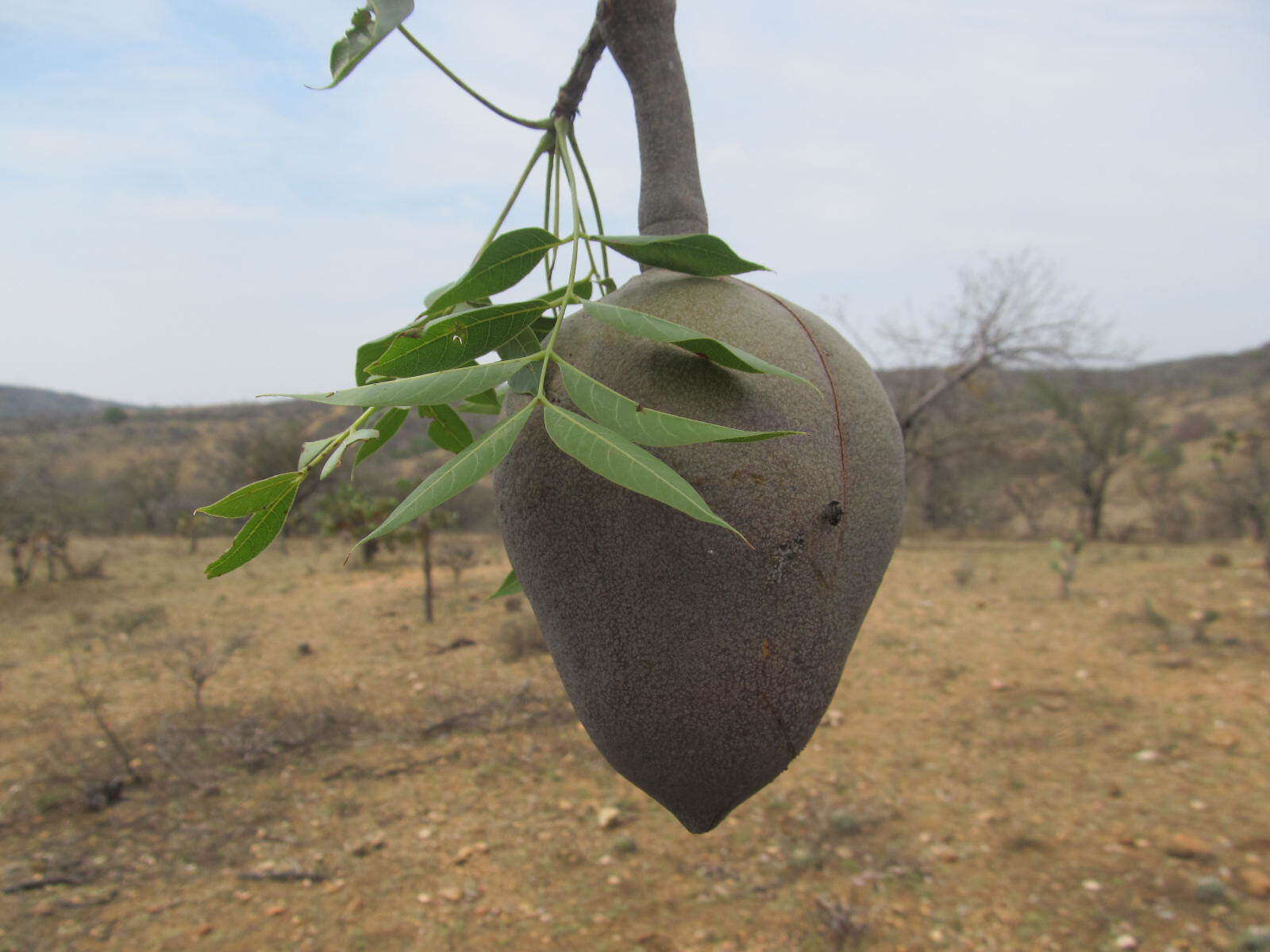 Image de Swietenia humilis Zucc.