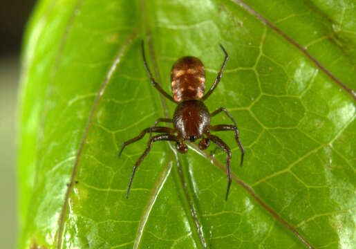 Image of Micrathena patruelis (C. L. Koch 1839)