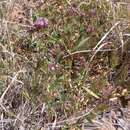 Imagem de Trifolium mucronatum subsp. lacerum (Greene) J. M. Gillett