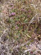 Sivun Trifolium mucronatum subsp. lacerum (Greene) J. M. Gillett kuva