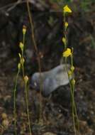 Image de Utricularia guyanensis A. DC.