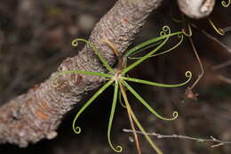 Image of Stylidium nymphaeum Wege