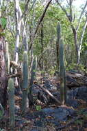 Plancia ëd Pilosocereus purpusii (Britton & Rose) Byles & G. D. Rowley