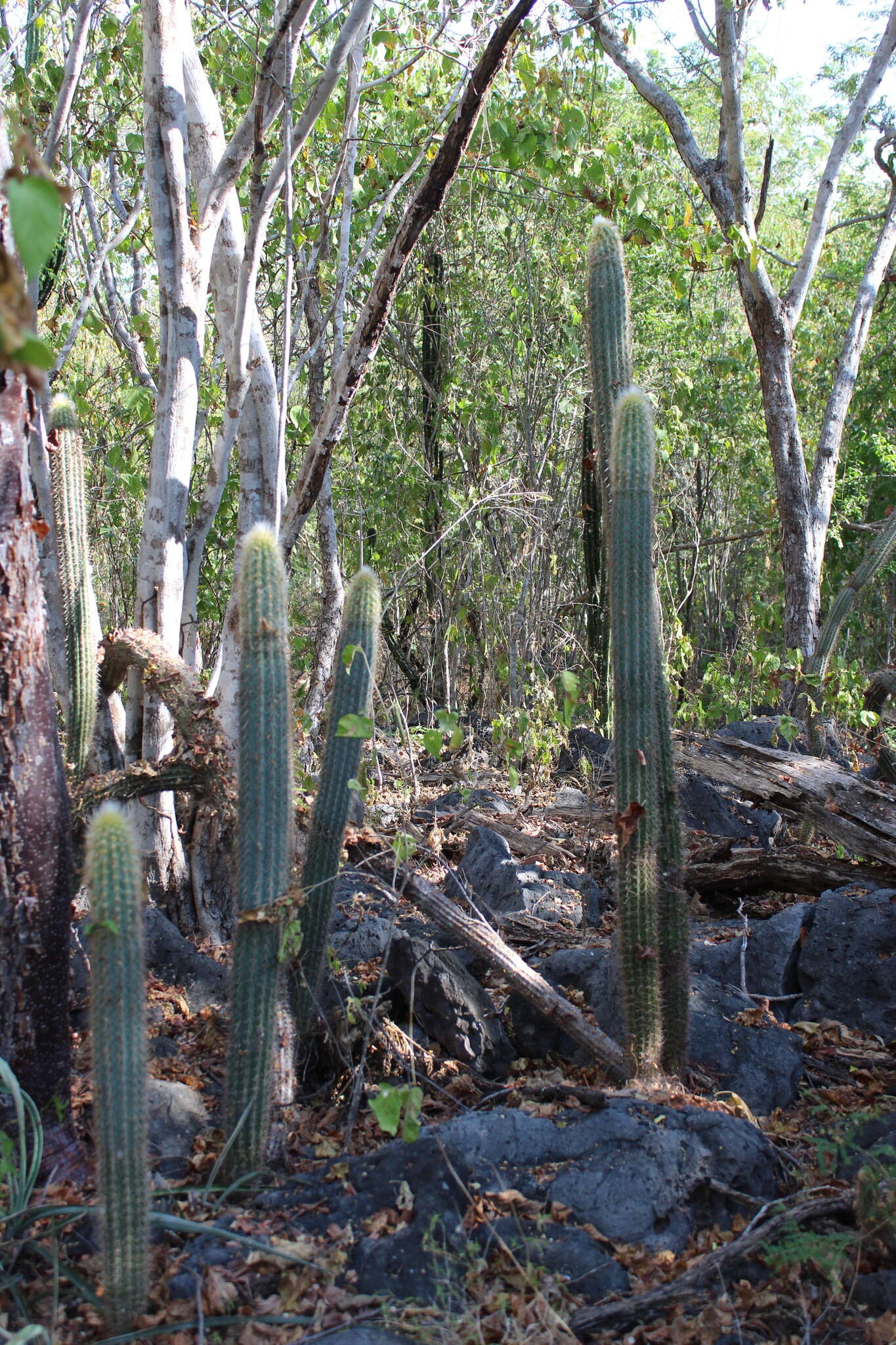 Plancia ëd Pilosocereus purpusii (Britton & Rose) Byles & G. D. Rowley