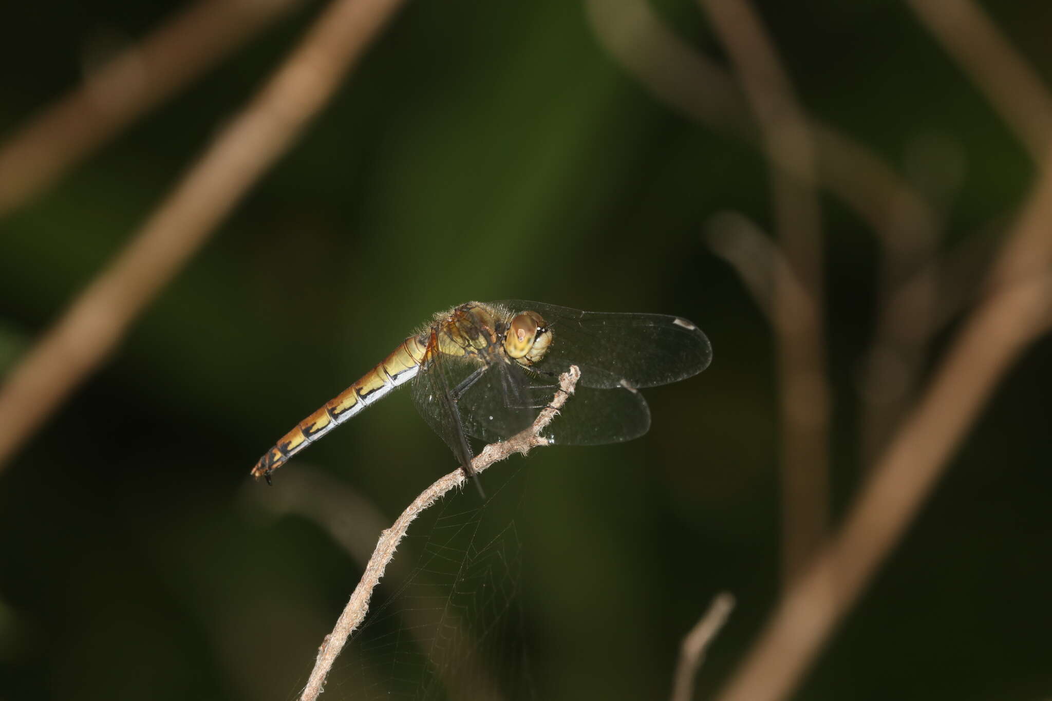 Sympetrum cordulegaster (Selys 1883) resmi