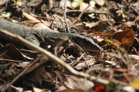 Imagem de Varanus jobiensis Ahl 1932