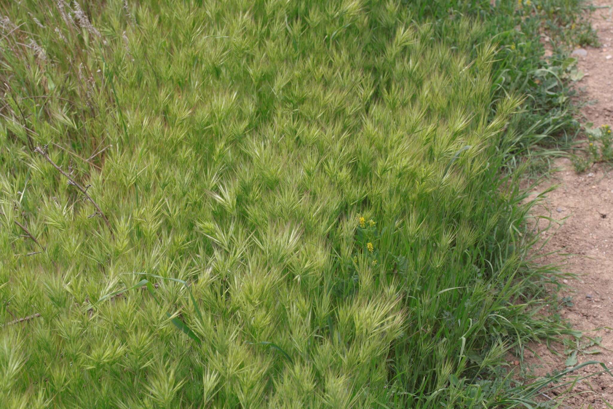 Image of red brome