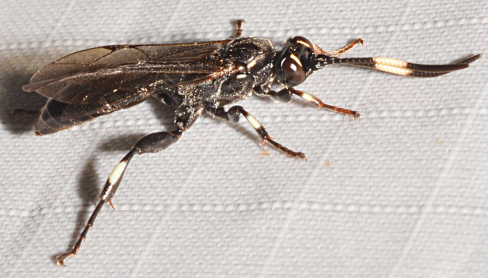 Image of Cratichneumon sublatus (Cresson 1864)