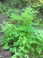 Image of western meadow-rue