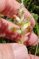 Image of Lachenalia pallida Aiton