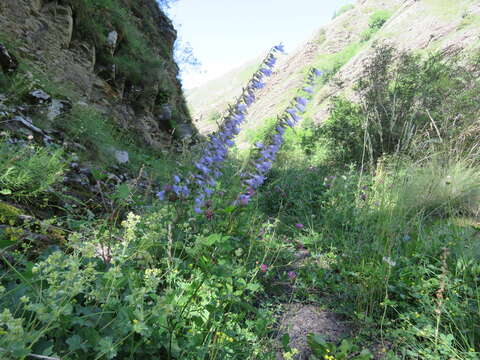 Image of Campanula sarmatica Ker Gawl.