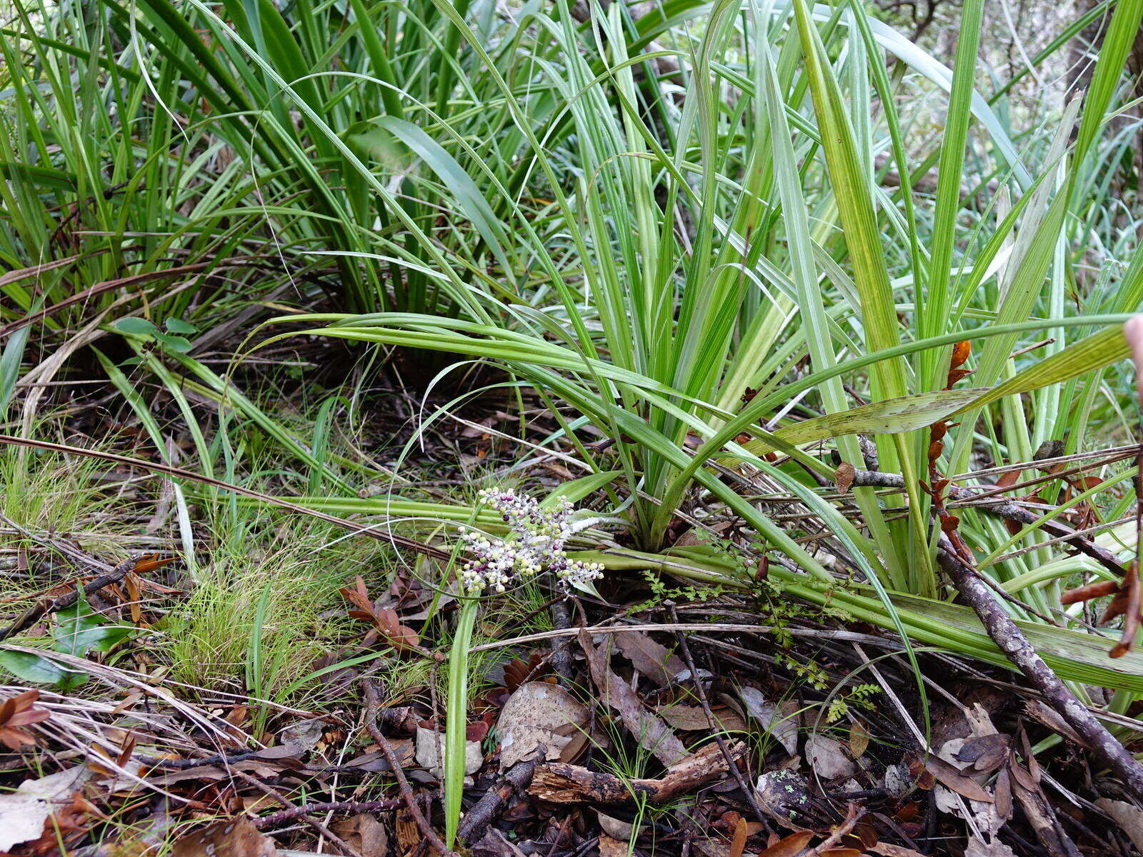 Astelia banksii A. Cunn.的圖片