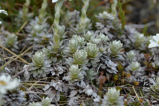 Sivun Leucogenes leontopodium (Hook. fil.) Beauv. kuva